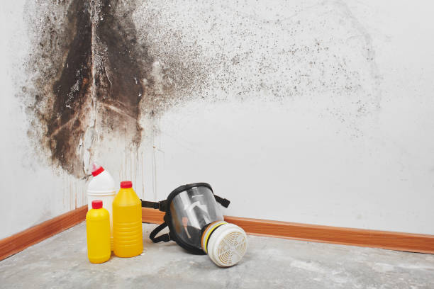 Best Professional Mold Removal  in Ocala Estates, FL