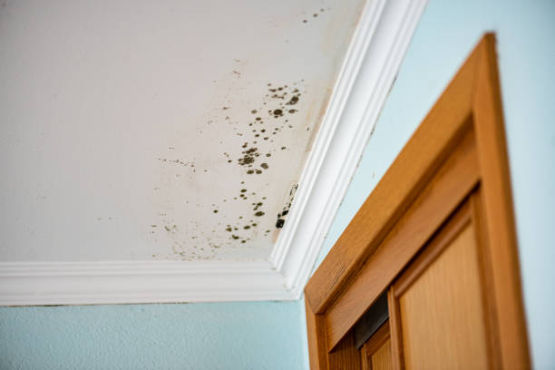 Best Black Mold Removal  in Ocala Estates, FL