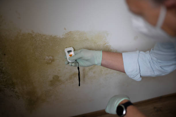 Best Toxic Mold Removal  in Ocala Estates, FL